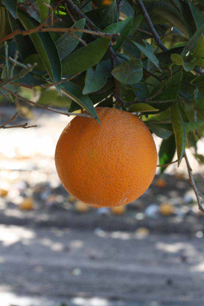              Fruit (Riverside, CA)       